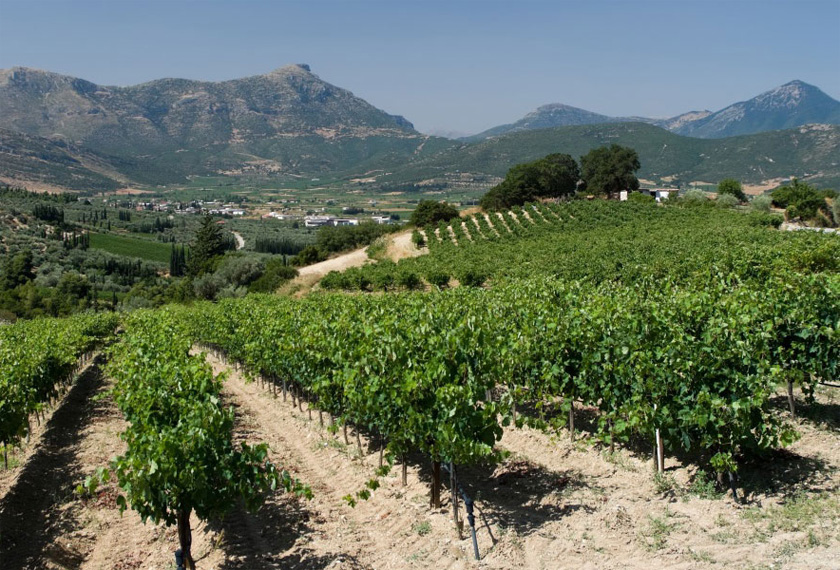 Wine Tastings in Nemea